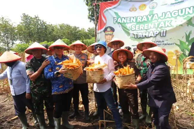 Panen Besar Jagung di Magetan Berhasil Produksi 1,3 Ton Bernilai Rp 7,6 Miliar, Meneguhkan Ketahanan Pangan Nasional