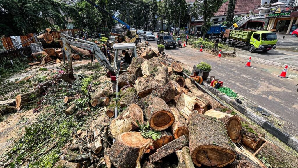 Tiga Terluka Akibat Pohon Tumbang di Dago: Pangkas Secara Bijak Untuk Mencegah Kecelakaan