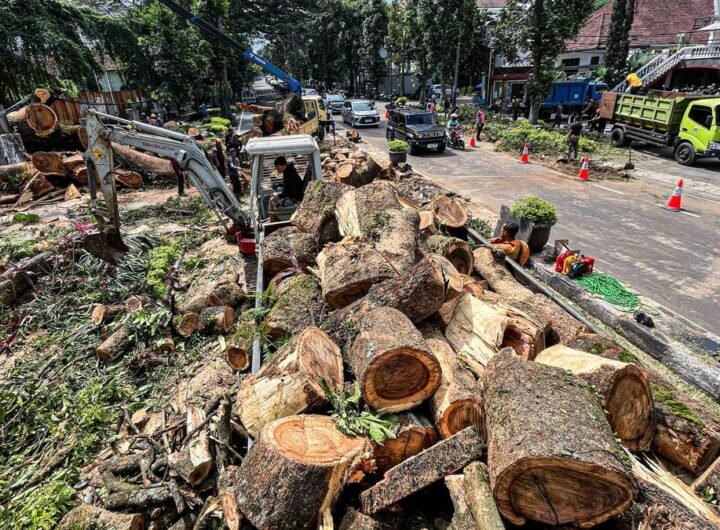 Tiga Terluka Akibat Pohon Tumbang di Dago: Pangkas Secara Bijak Untuk Mencegah Kecelakaan